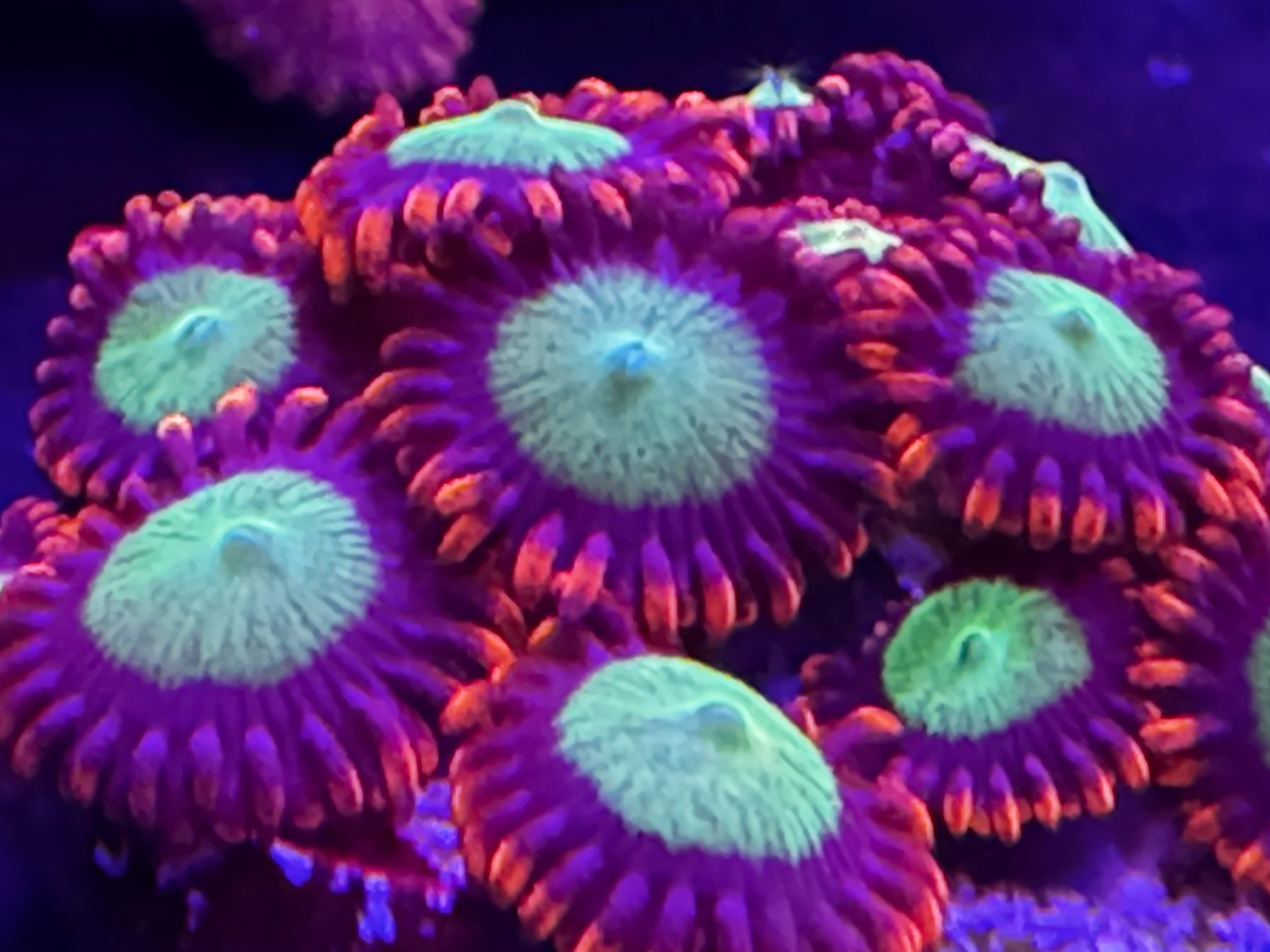 Zoanthids