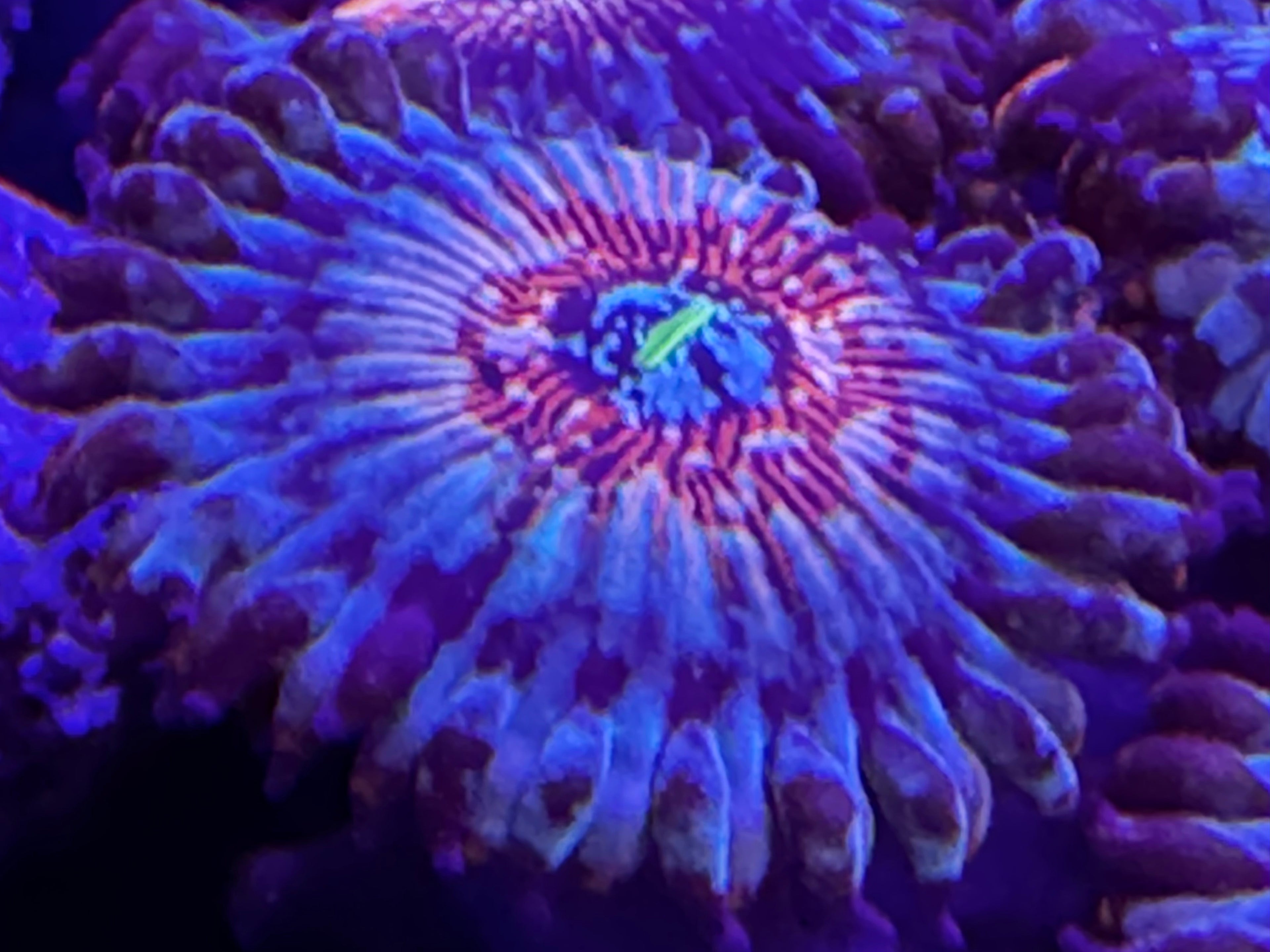 Zoanthid (Blue/Red) Macro