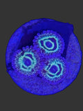 Stratosphere Zoanthids 3 Polyp