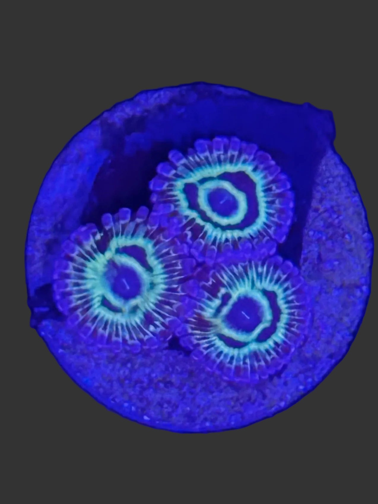 Stratosphere Zoanthids 3 Polyp