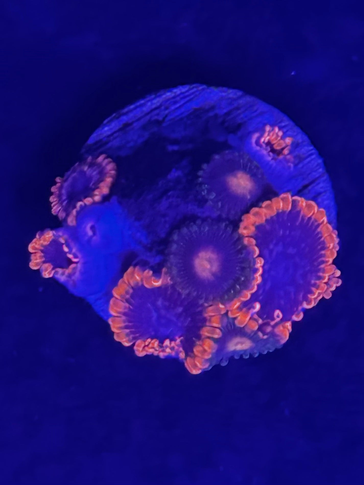 Zoanthids (Orange/Purple)