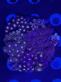 HGC Zoanthid Garden 100+ Polyps