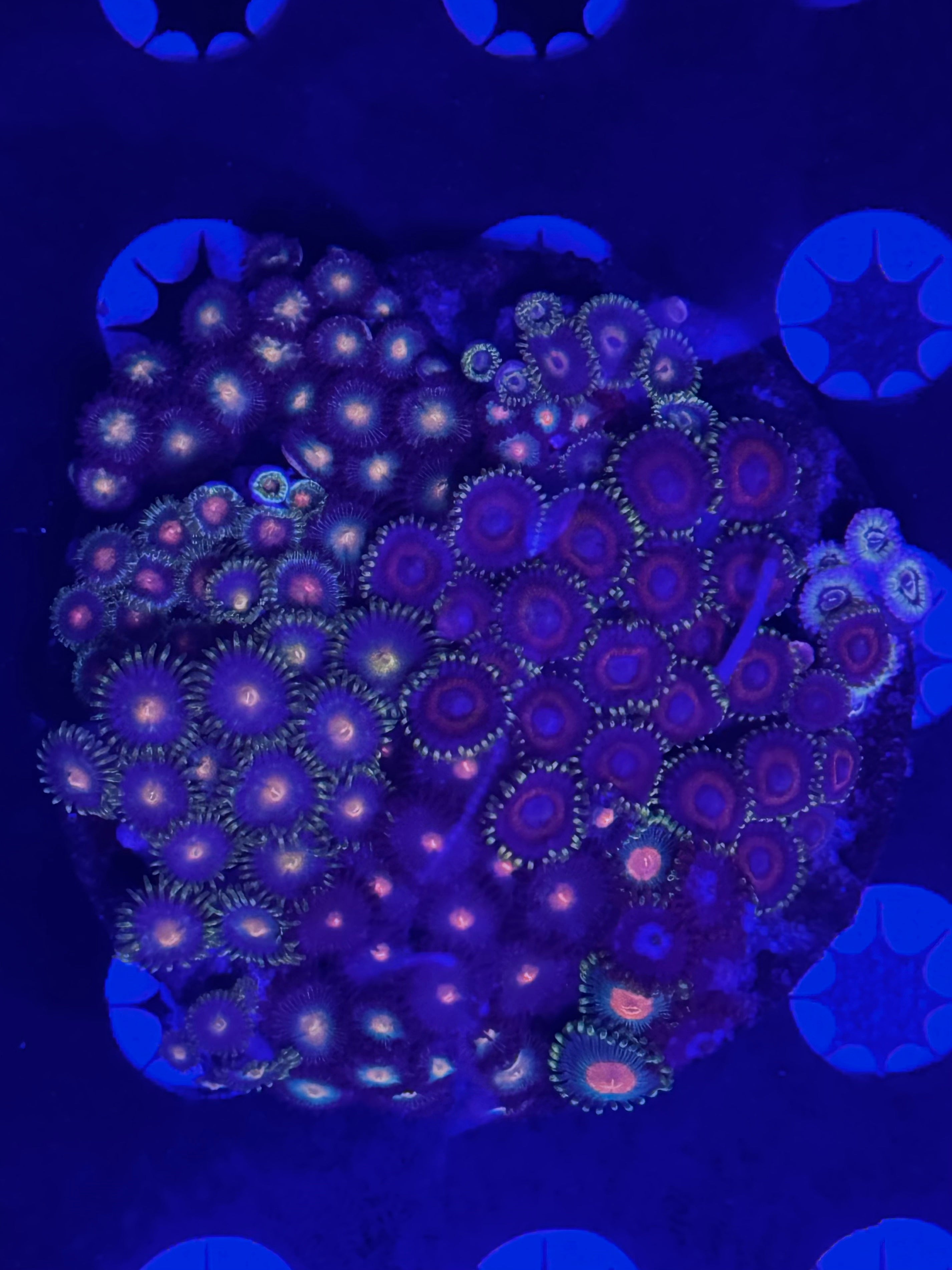 HGC Zoanthid Garden 100+ Polyps