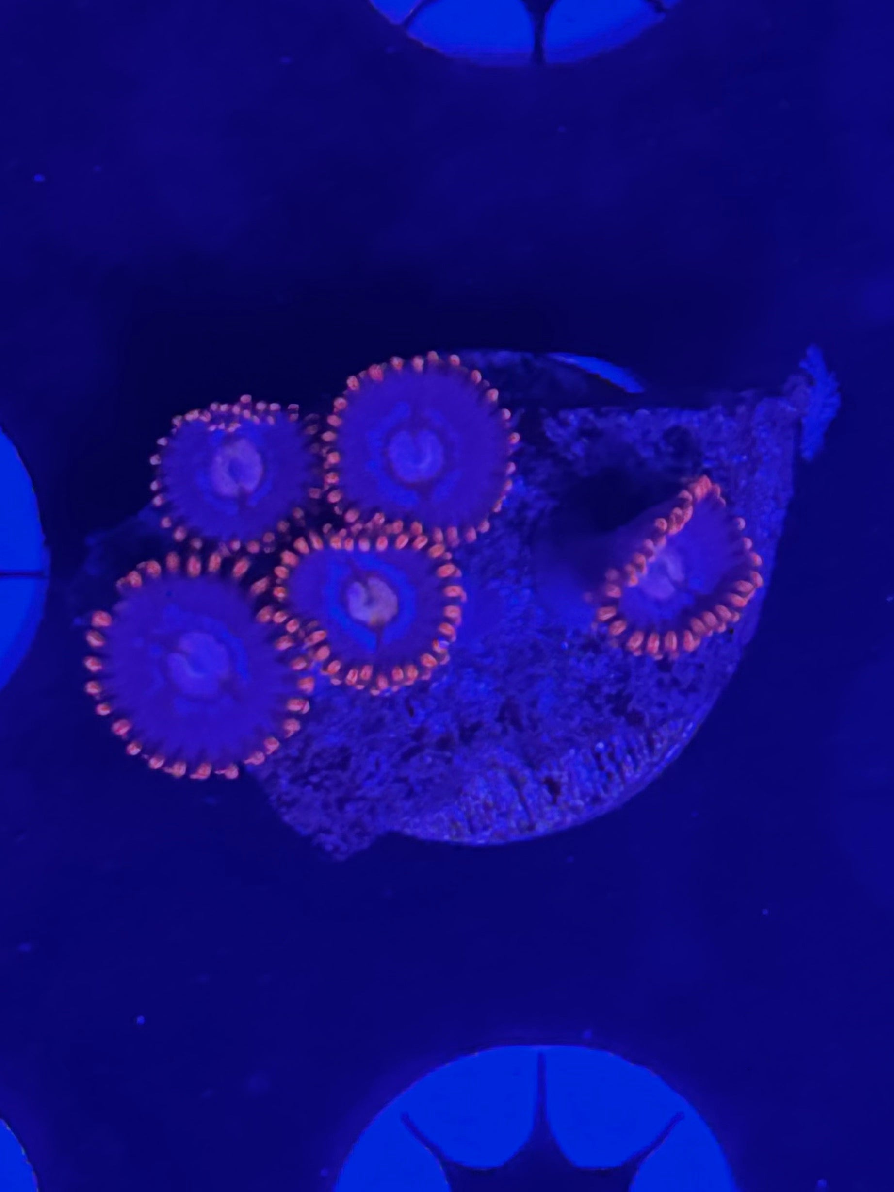 Zoanthids (Orange/Purple) Frag