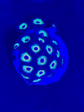 Bob Marley Zoanthid 10+ Polyp