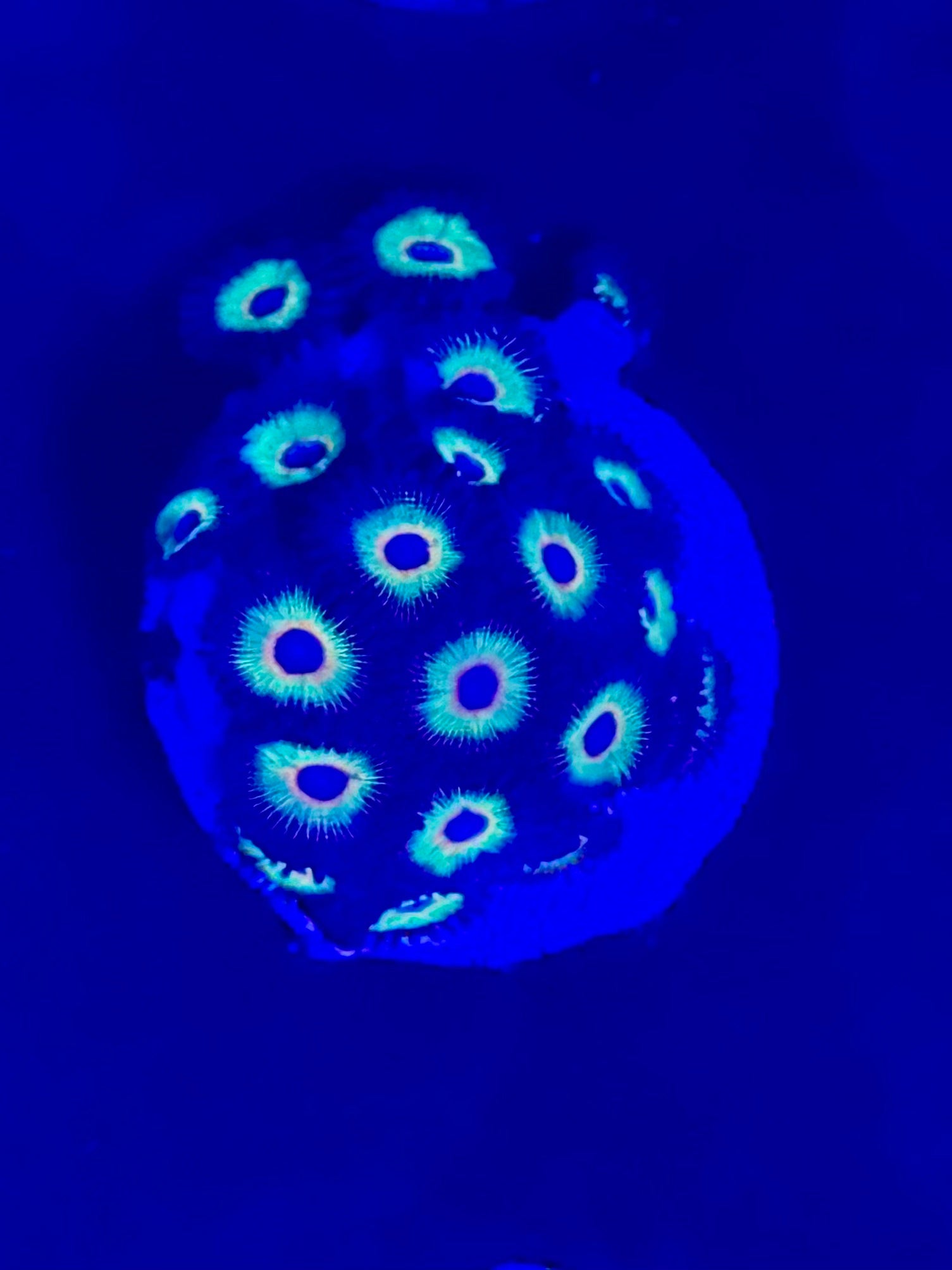 Bob Marley Zoanthid 10+ Polyp