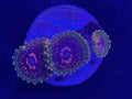 GMK Grand Master Krakatoa Zoanthid 3 Polyp