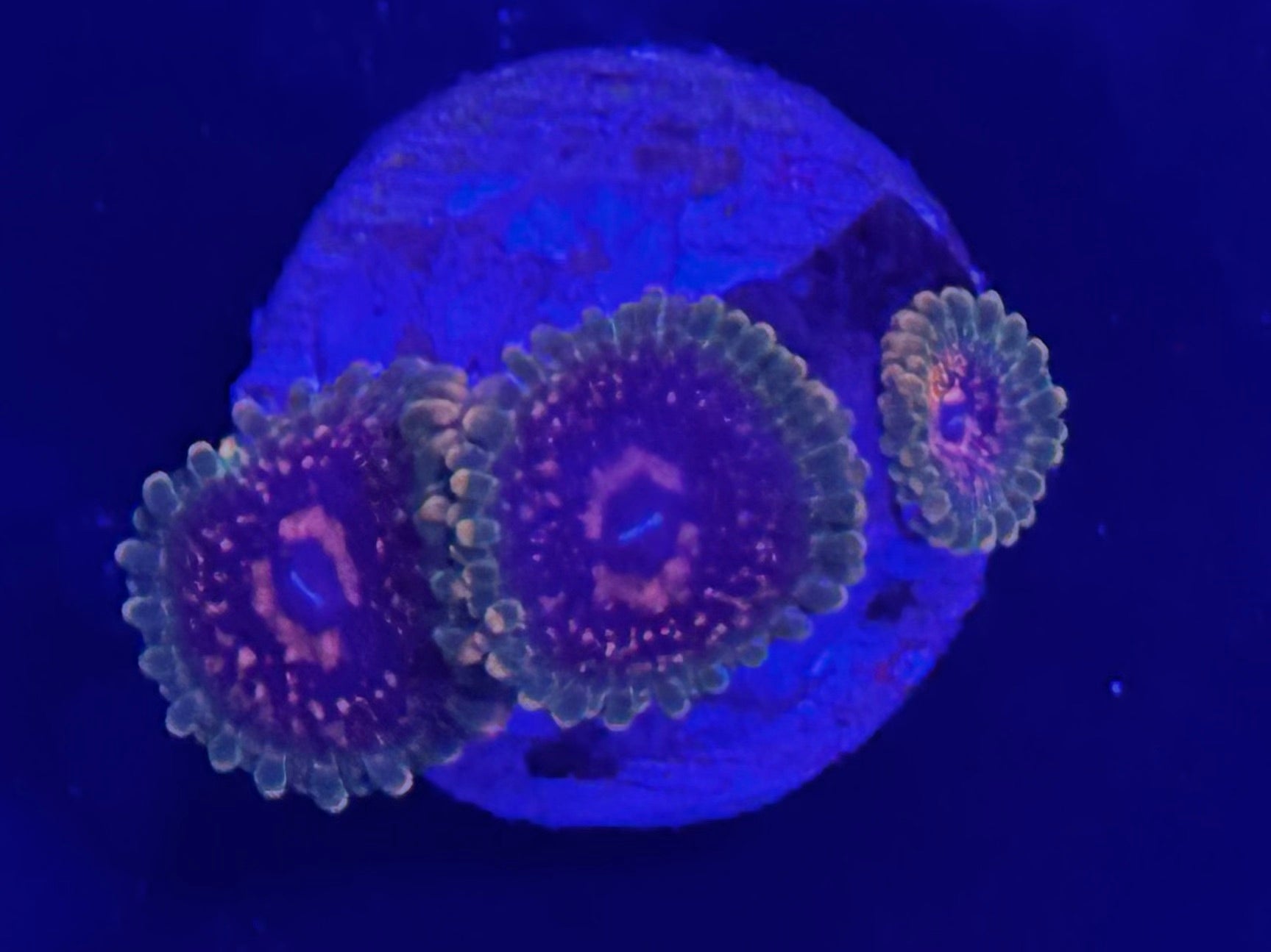 GMK Grand Master Krakatoa Zoanthid 3 Polyp
