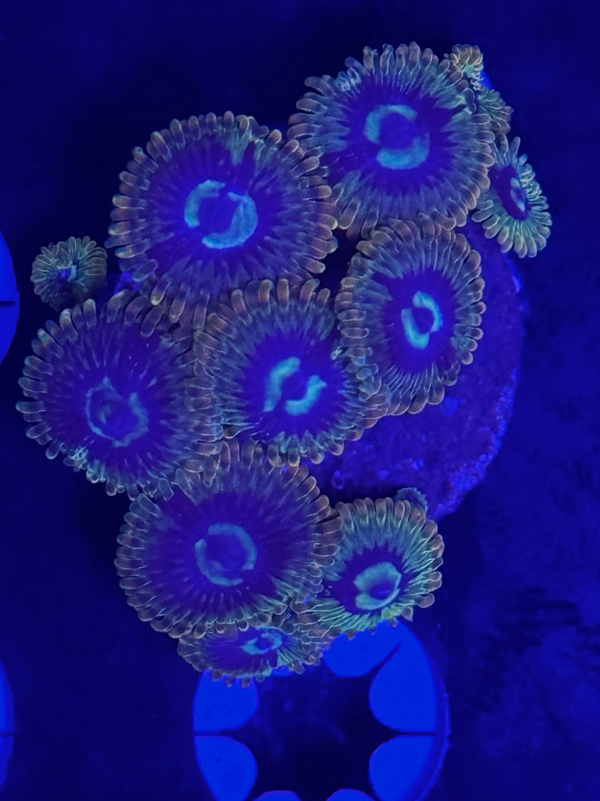 Yoda Zoanthids 9-10 Polyps