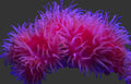HGC Fat head dendro Colony