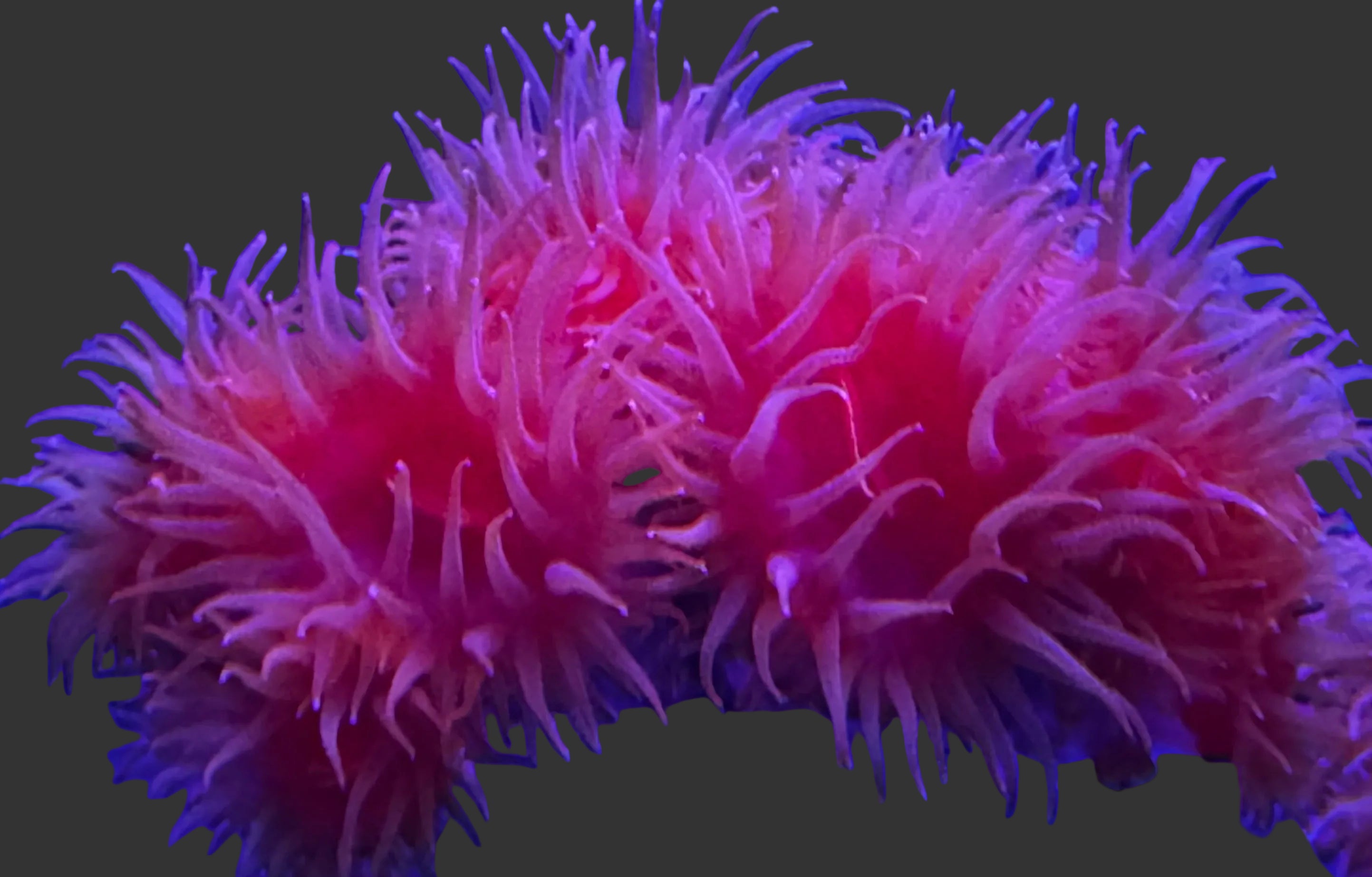 HGC Fat head dendro Colony