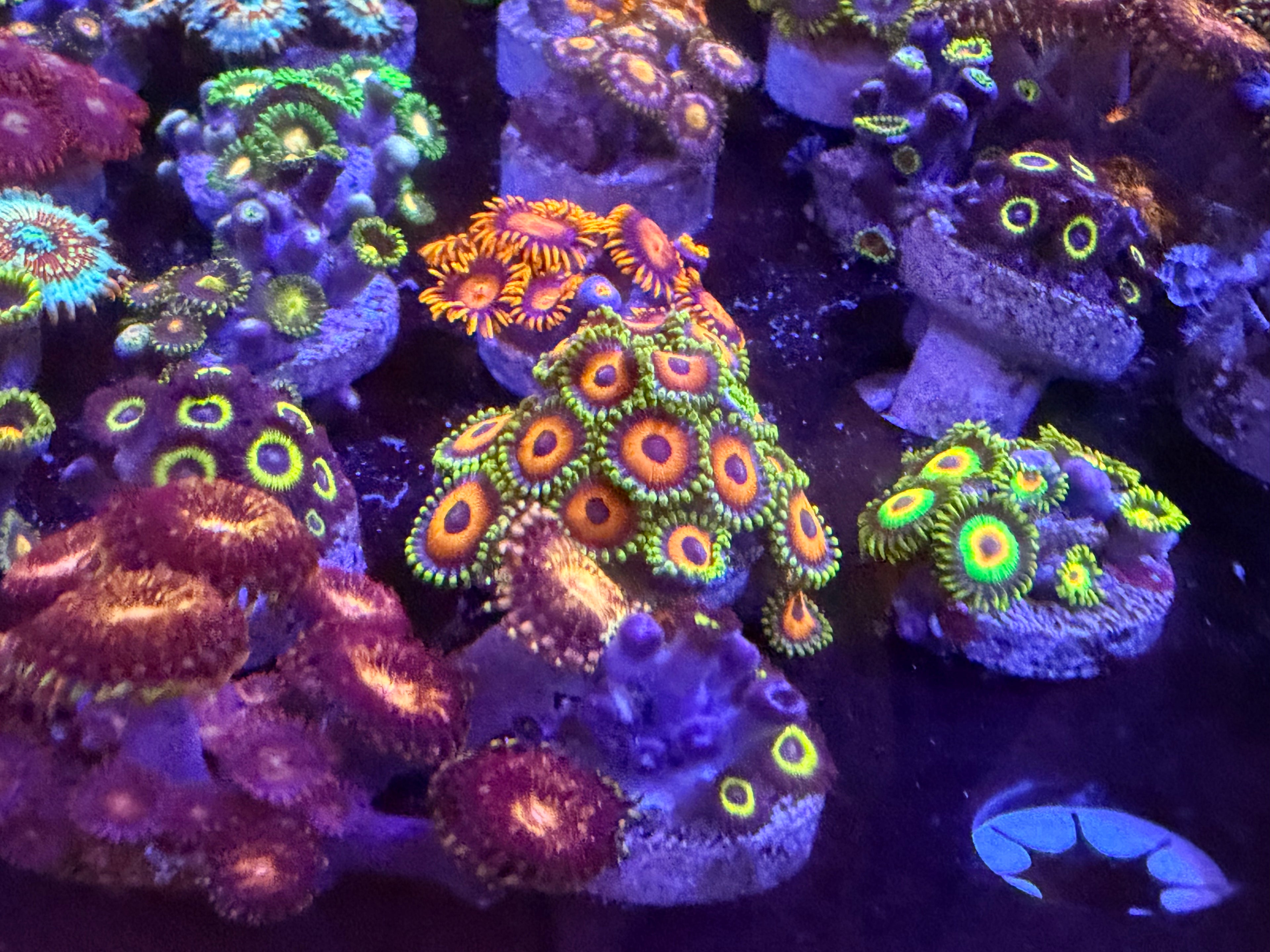 Zoanthids Random 4 Pack