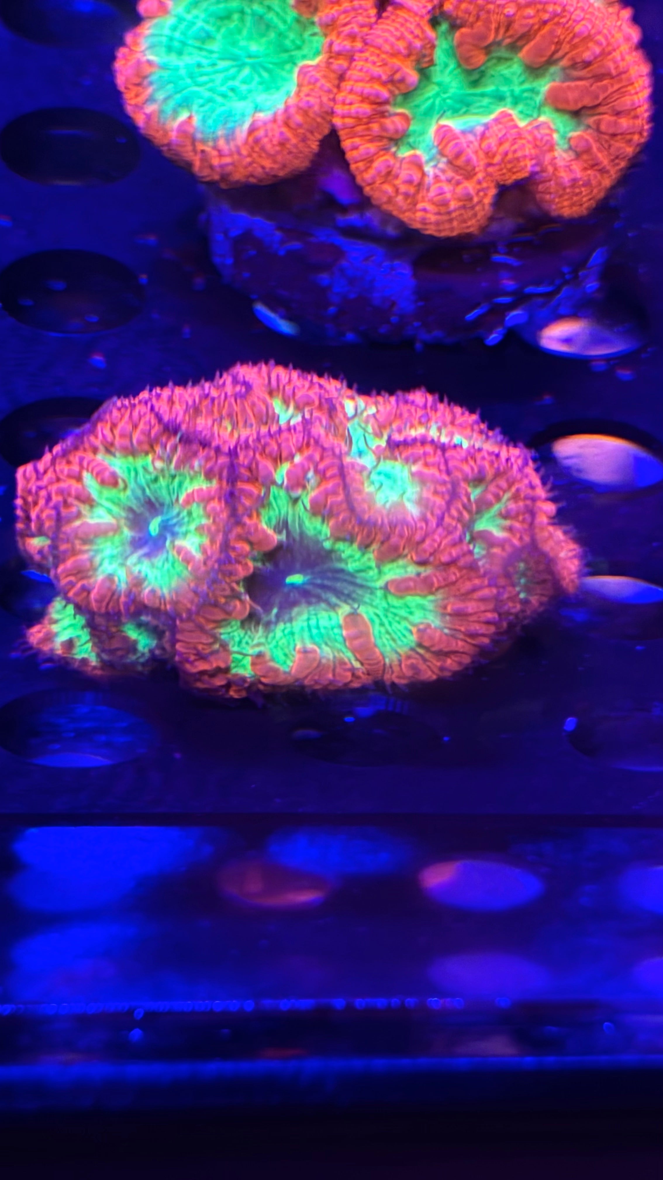 HGC neon Blastomussa Wellsi Colony