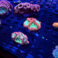 HGC Ultra Blastomussa Wellsi Colony Vibrant Red/Green
