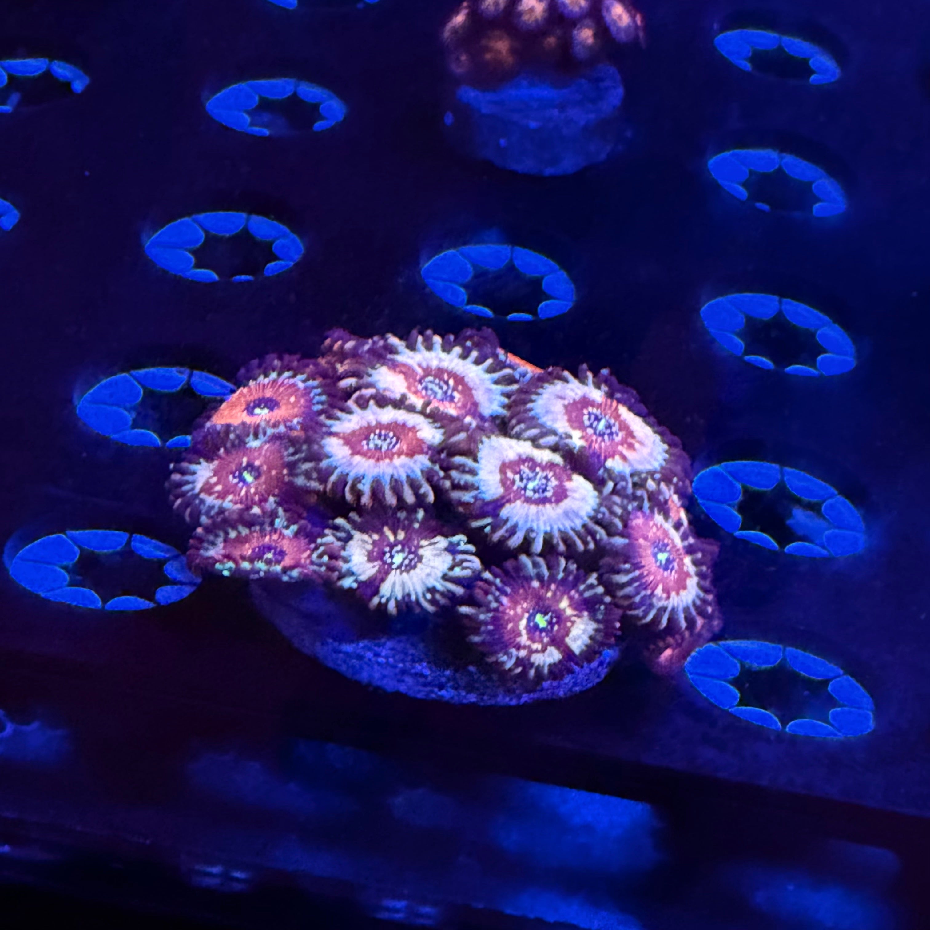 Seduction Zoanthid Colony 10+ Polyps