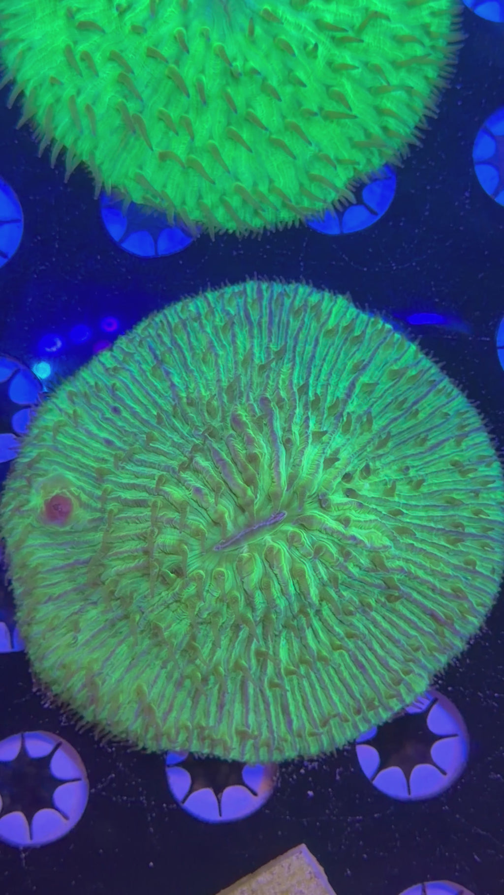 Green Plate Coral