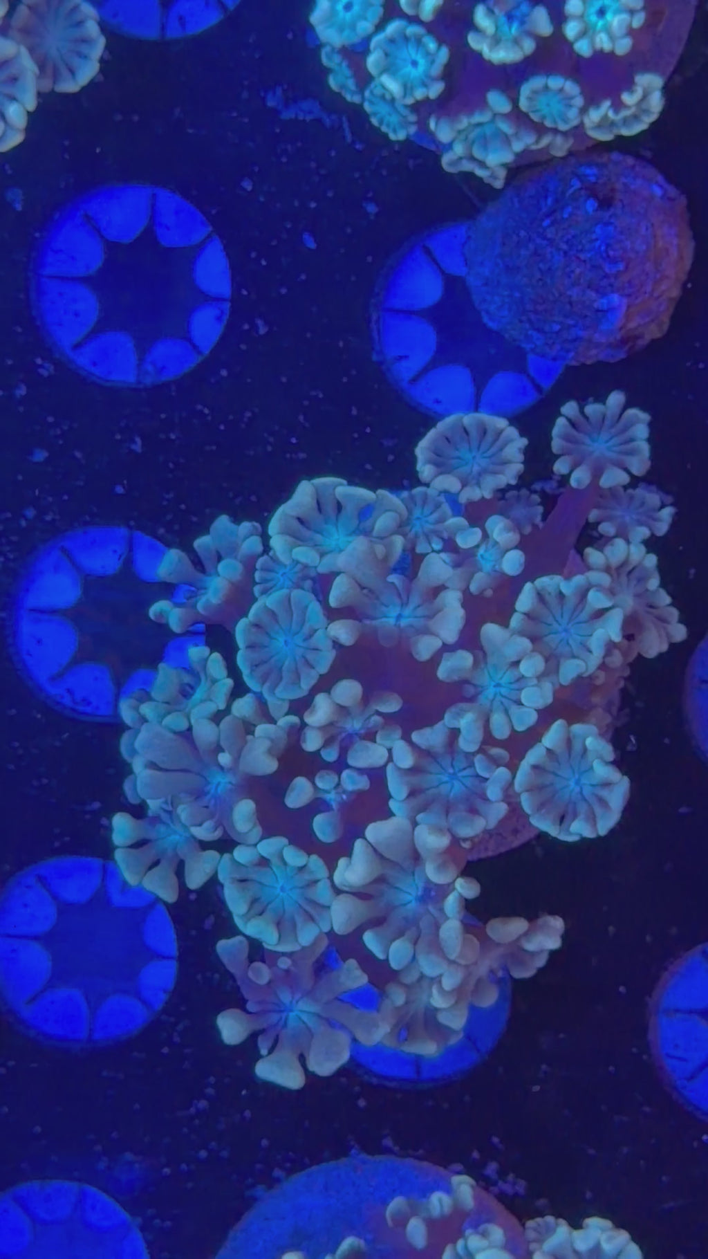 Pale Blue Alveopora Frag