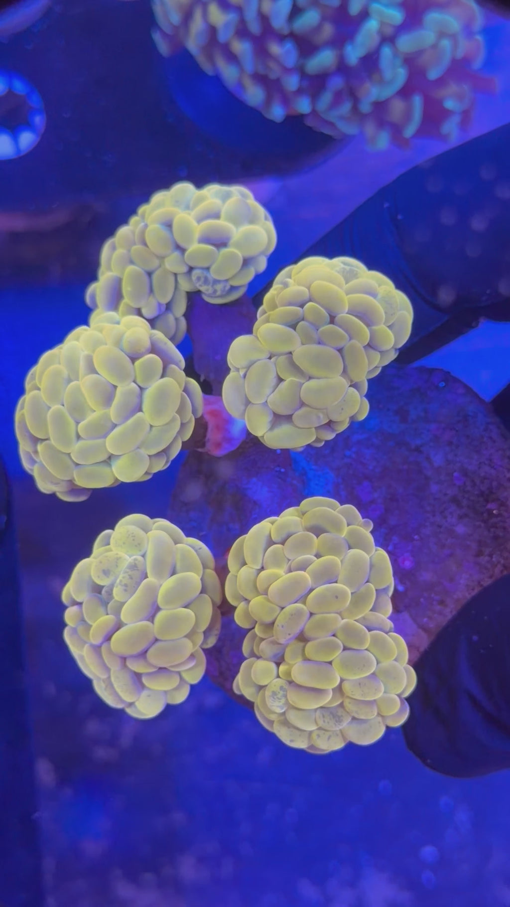 Gold Hammer Colony