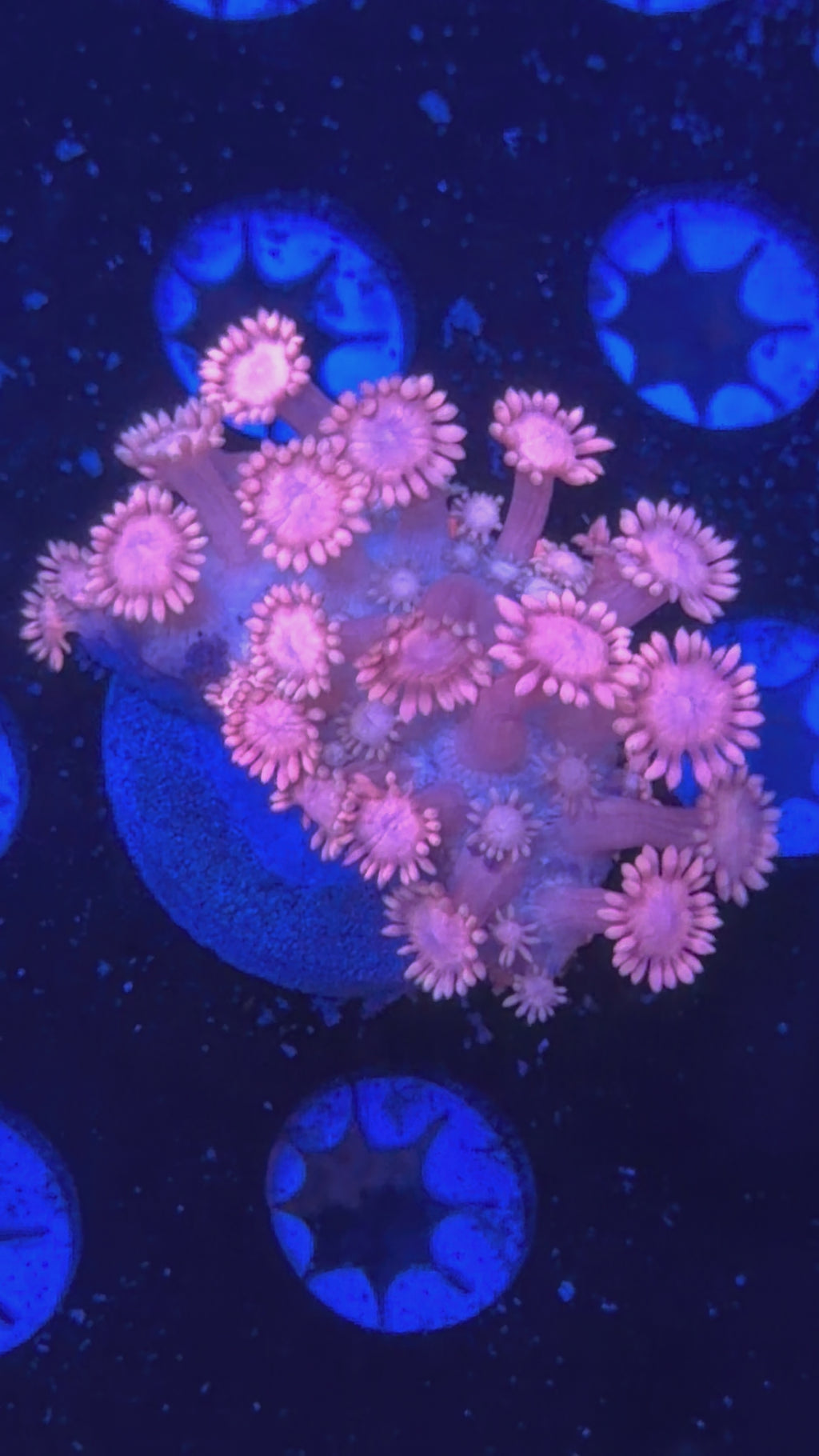 Pink Goni Frag