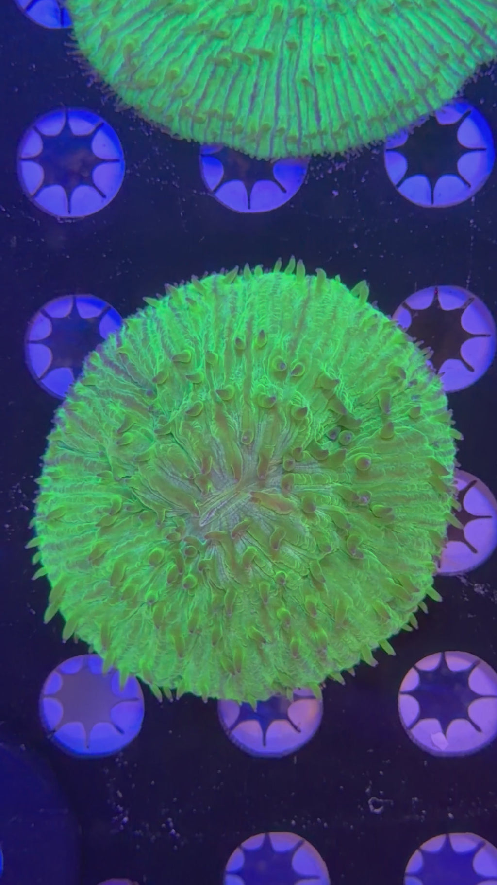 Green Plate Coral