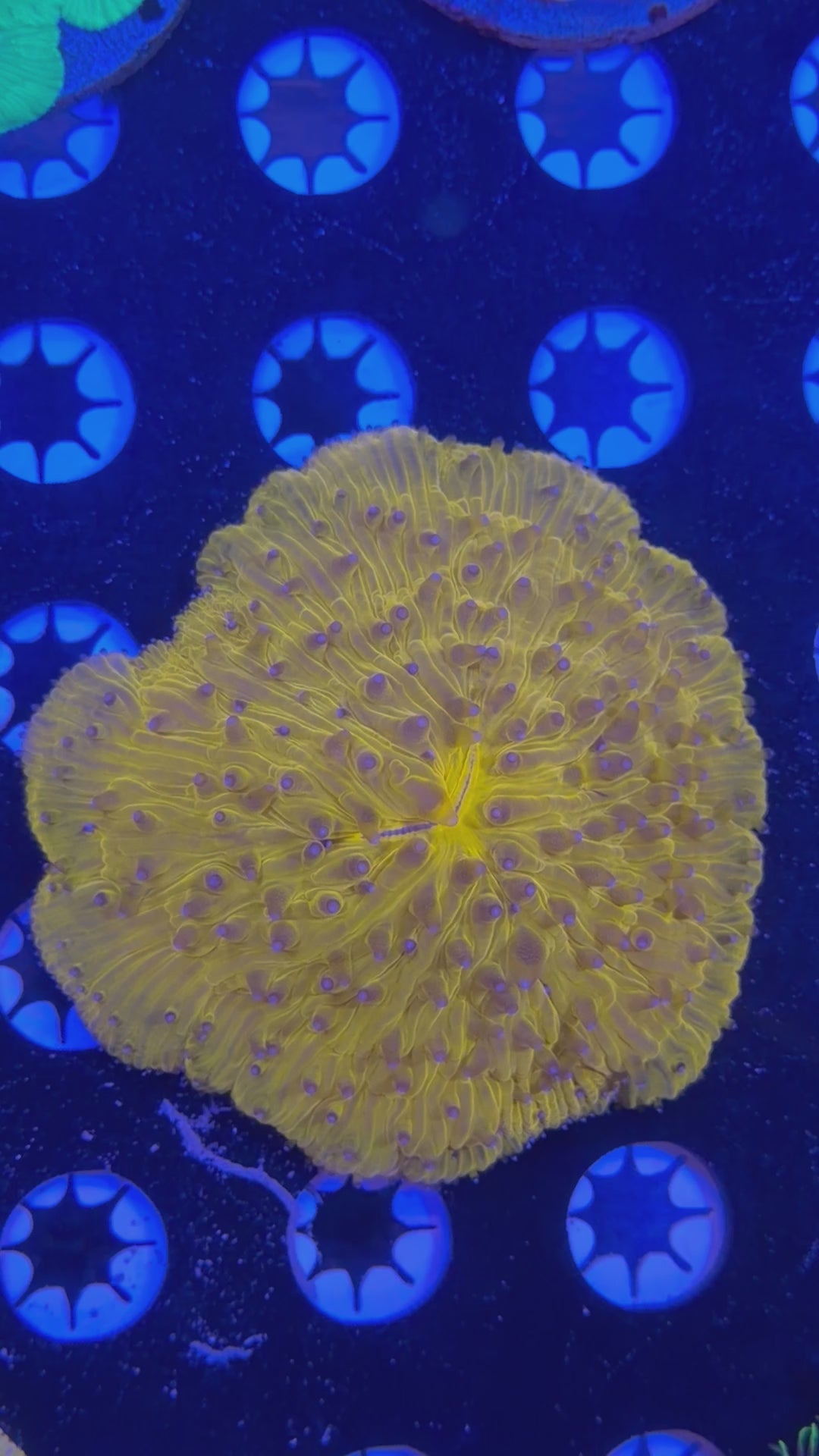 Orange Plate Coral
