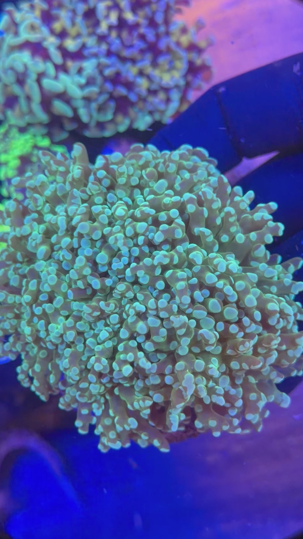 Green/Teal Octospawn Colony