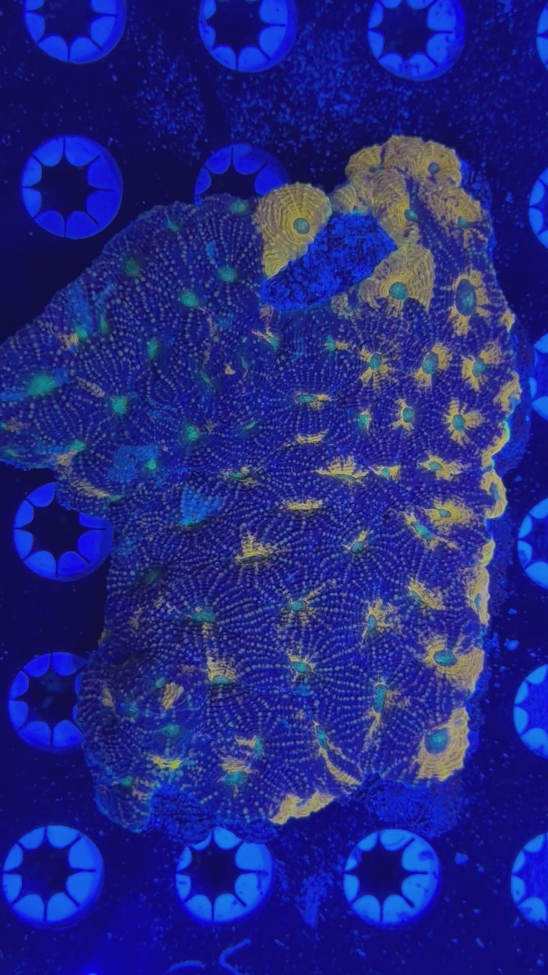 XL Echinata Colony