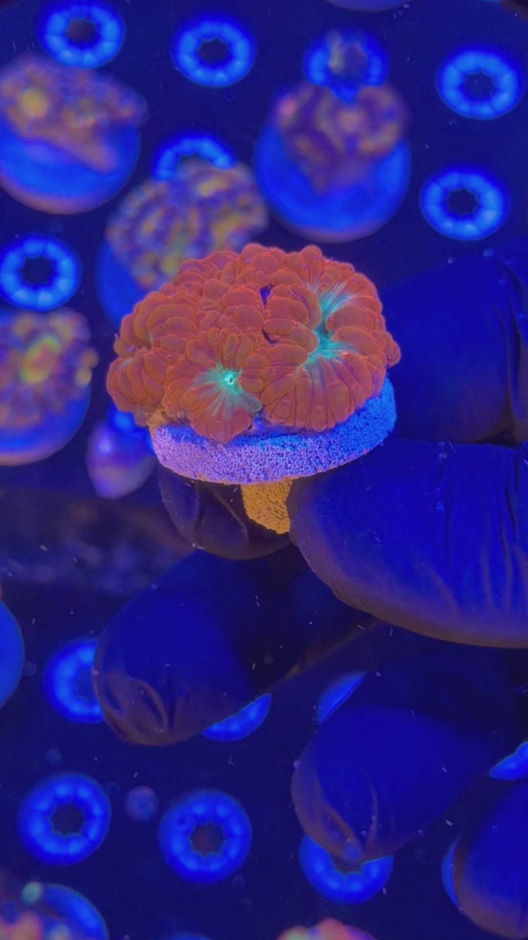 Blasto Mini Colony