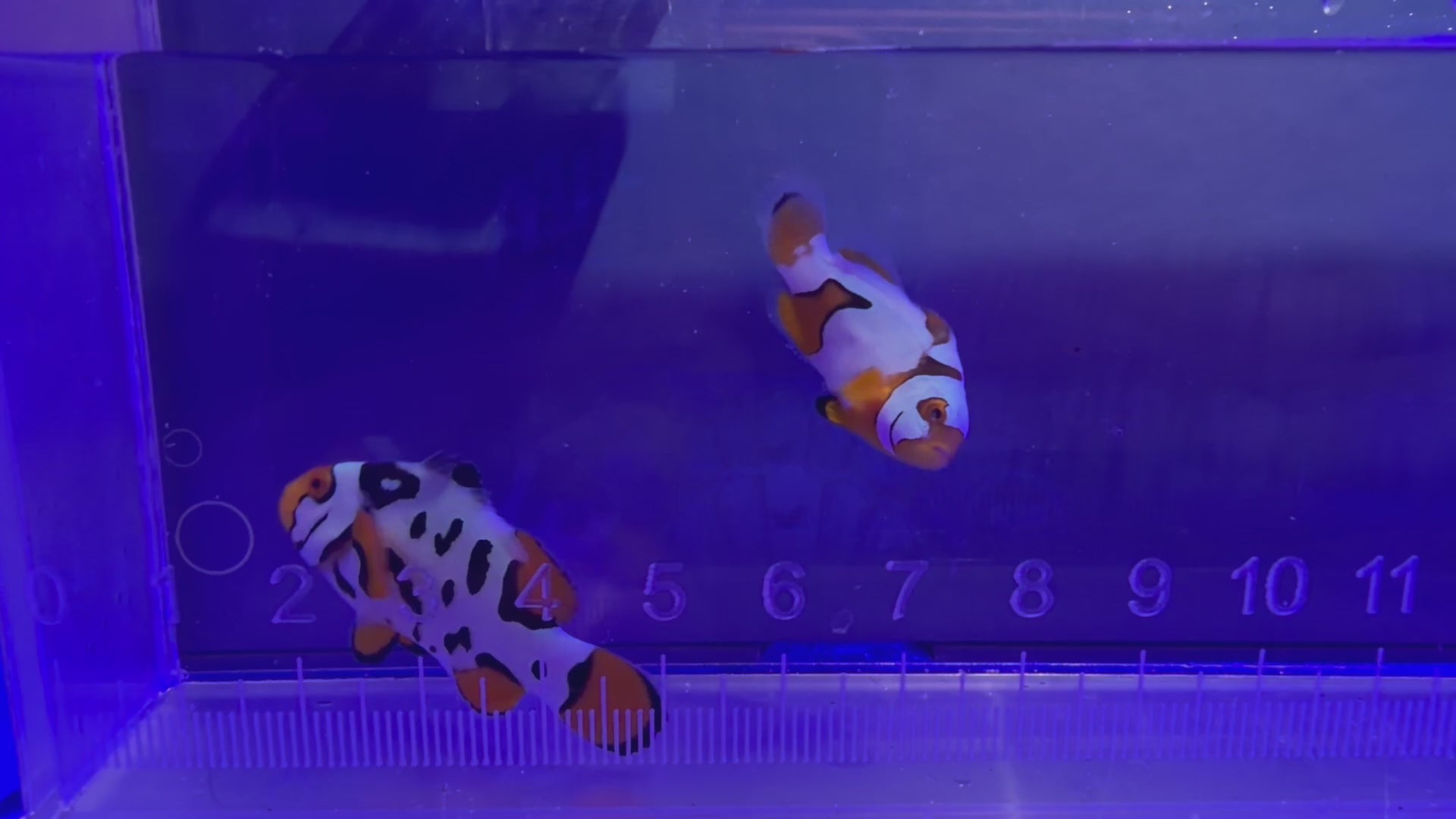 Clown Fish