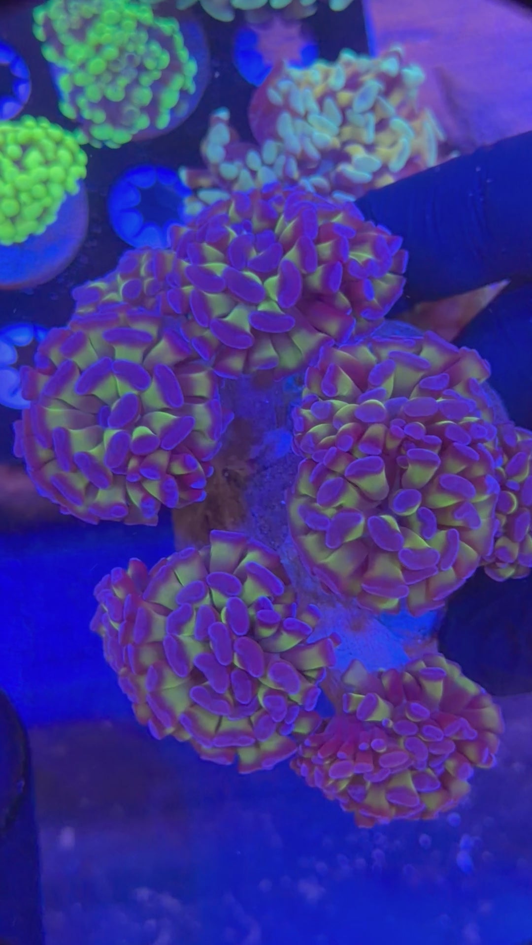 Bicolor Hammer Colony