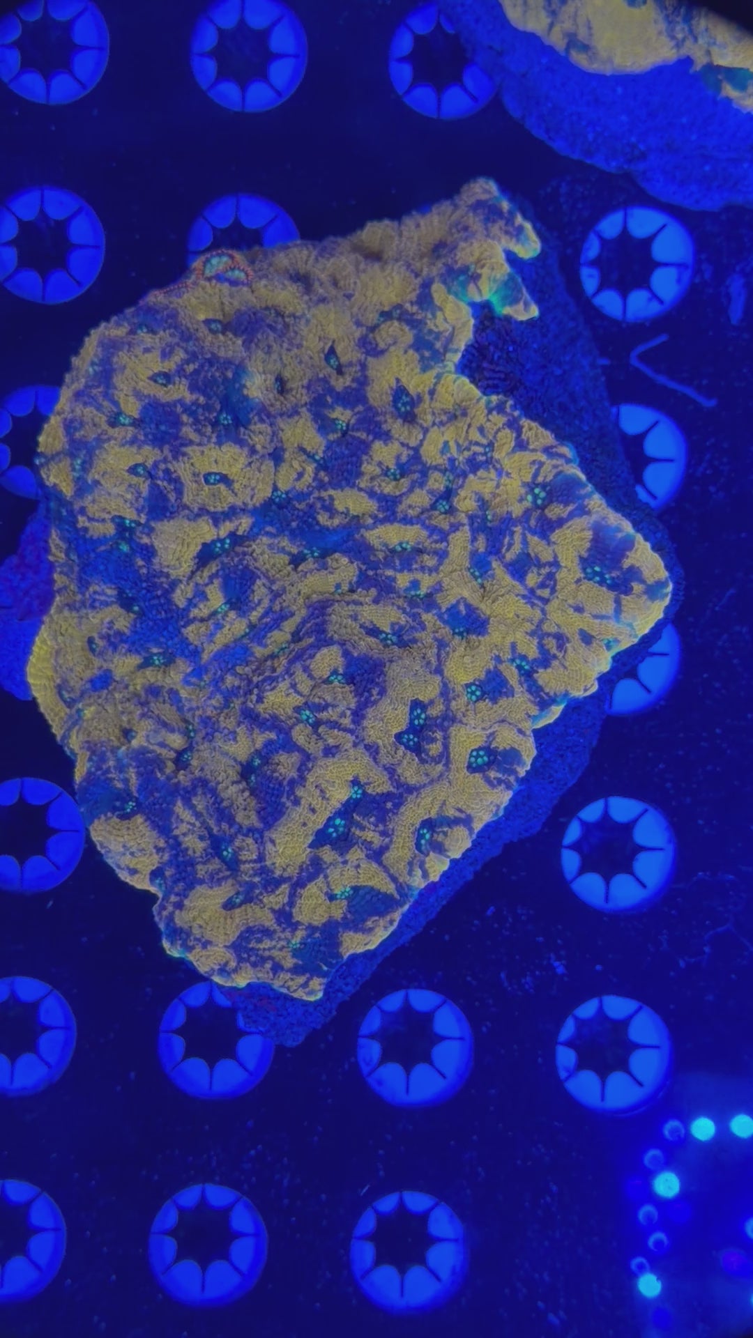XL Echinata Colony