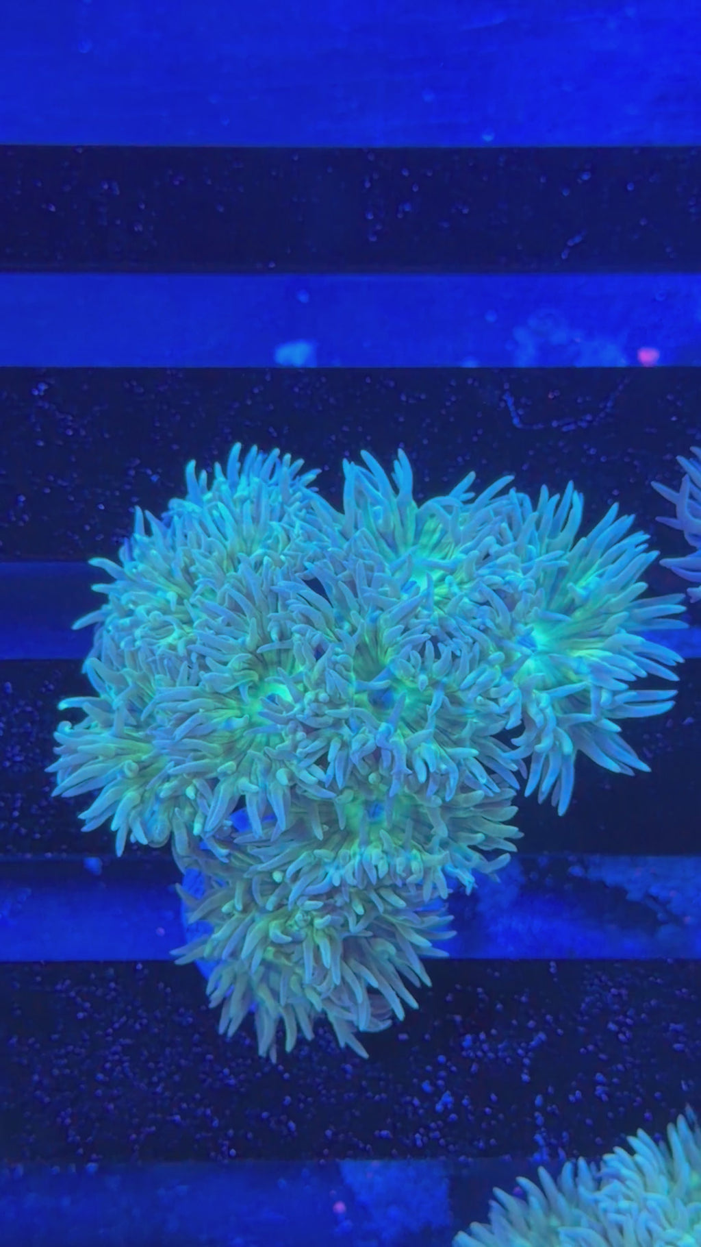 Duncan Colony