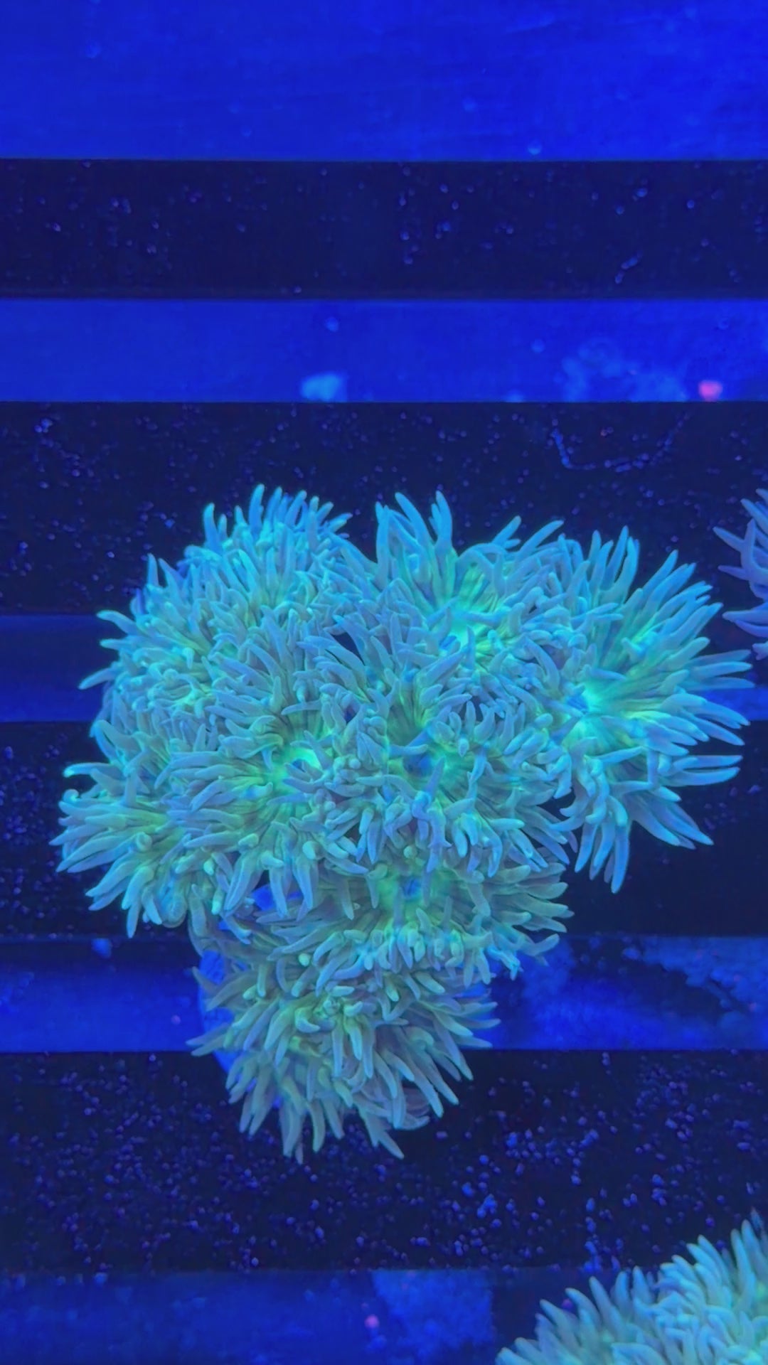 Duncan Colony