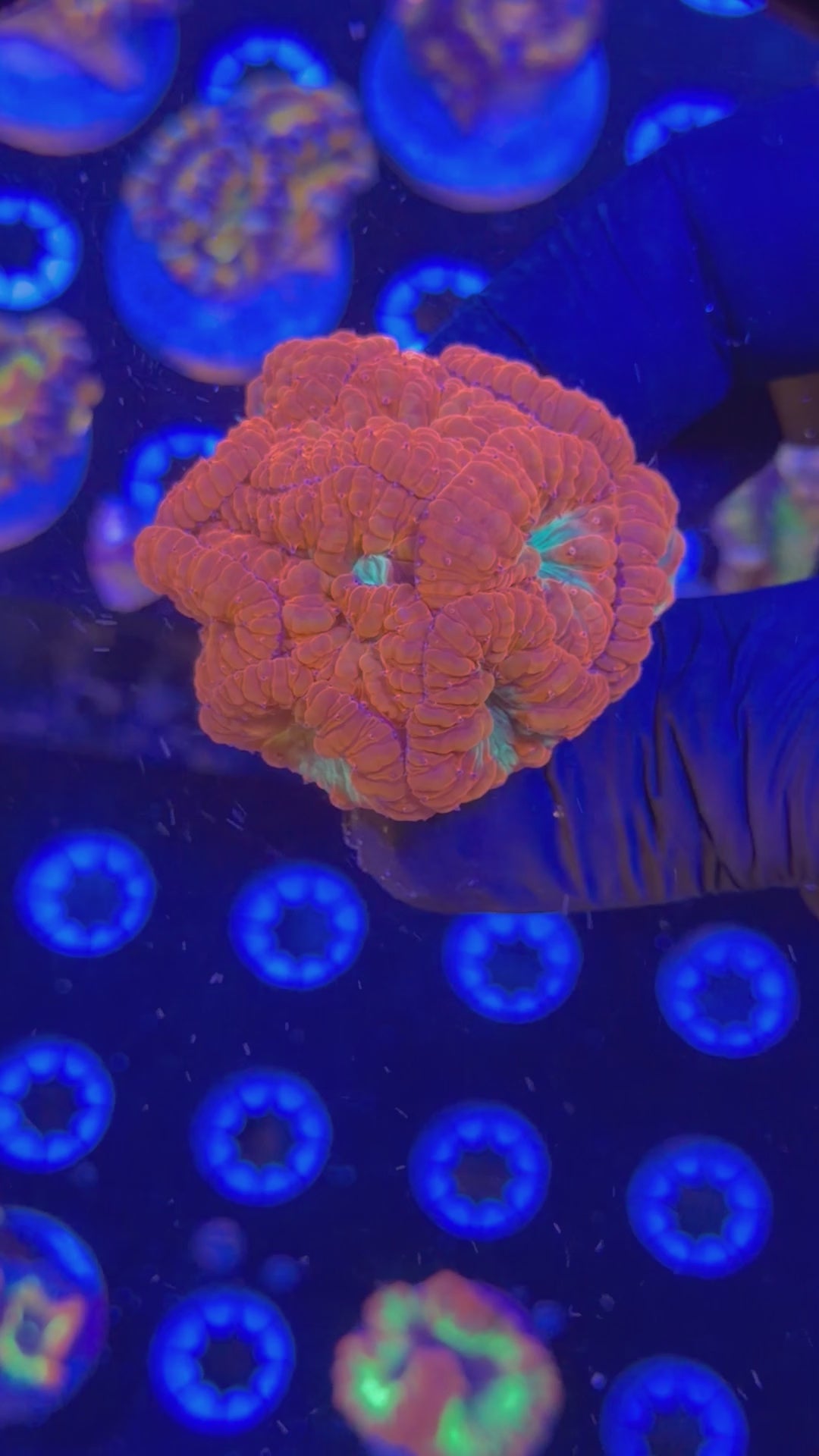 Blasto Mini Colony