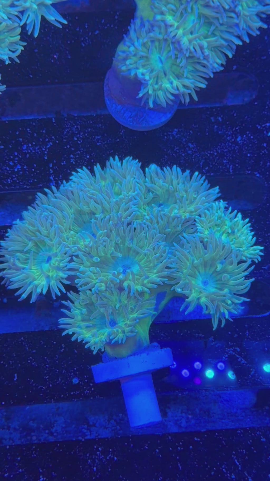 Duncan Colony