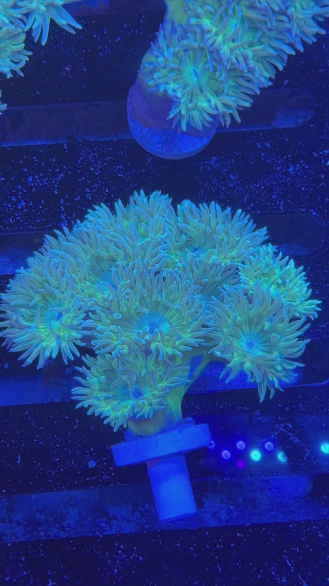 Duncan Colony