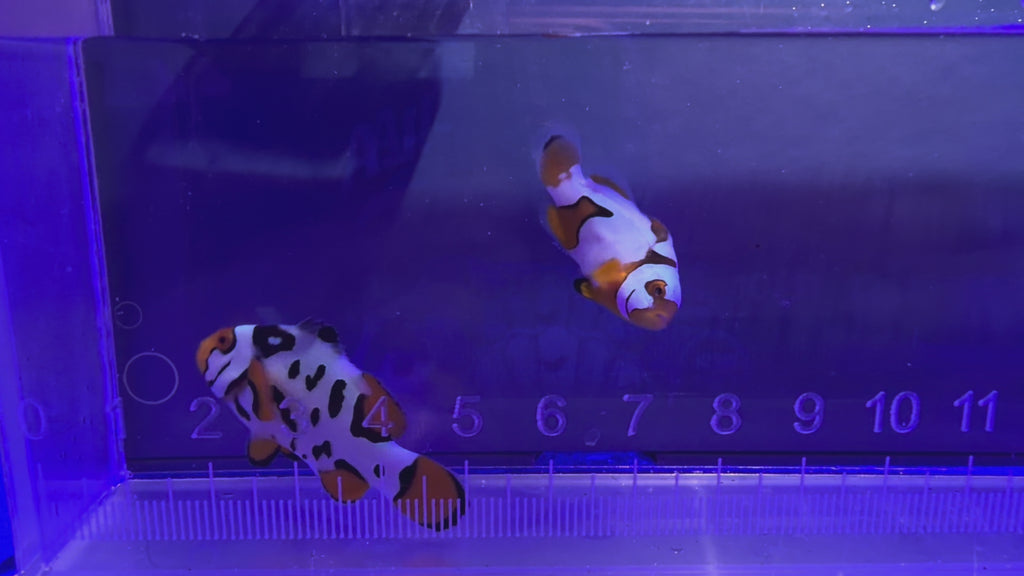 Nebula Grade B Clownfish