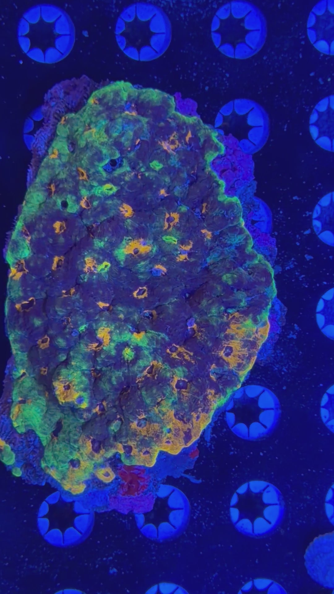 Rainbow Echinata Colony