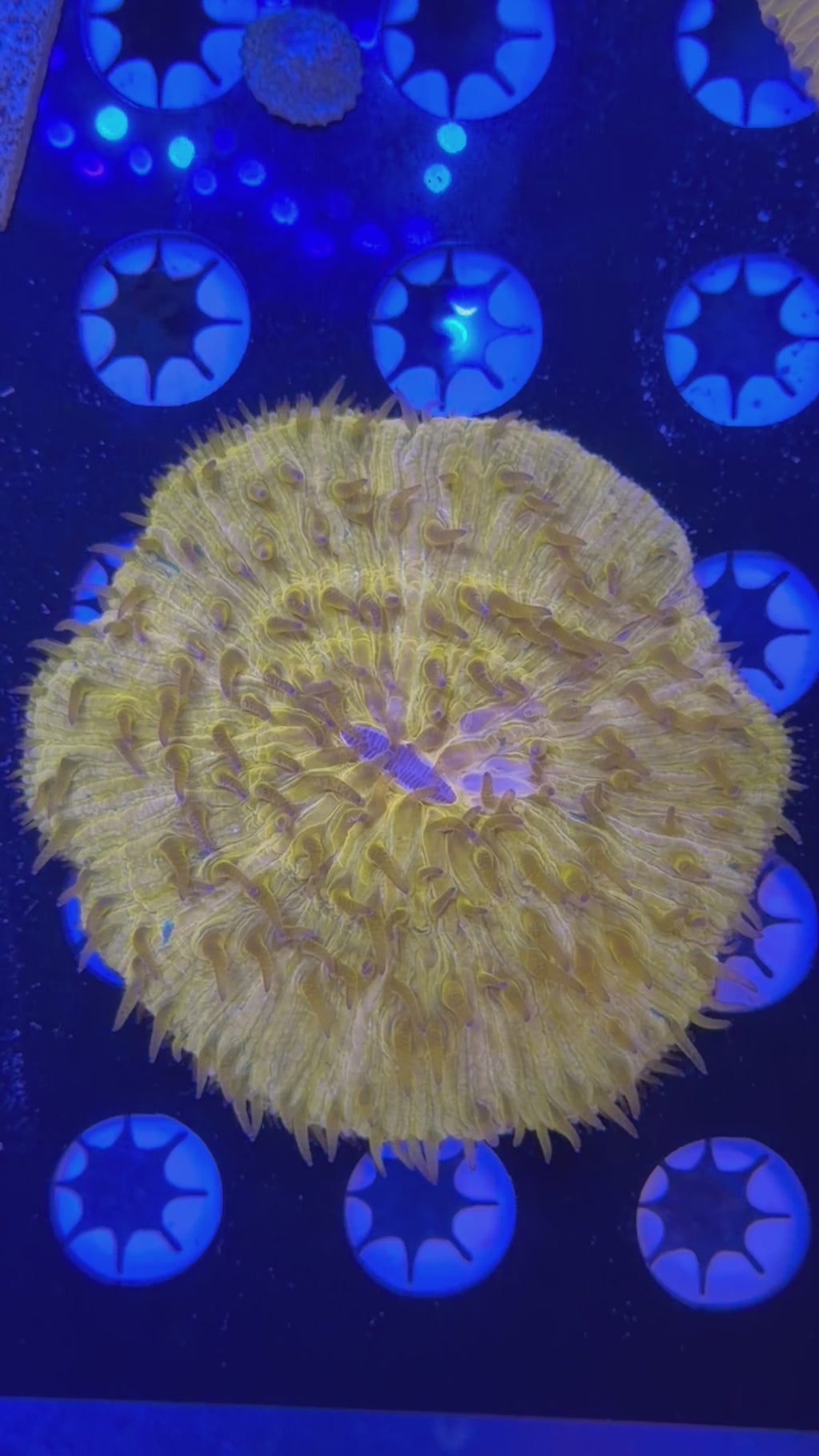 Orange Plate Coral