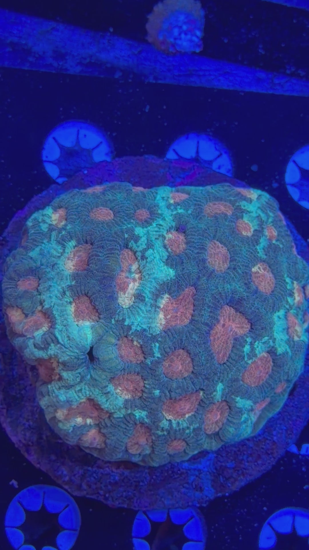 Echinata Colony
