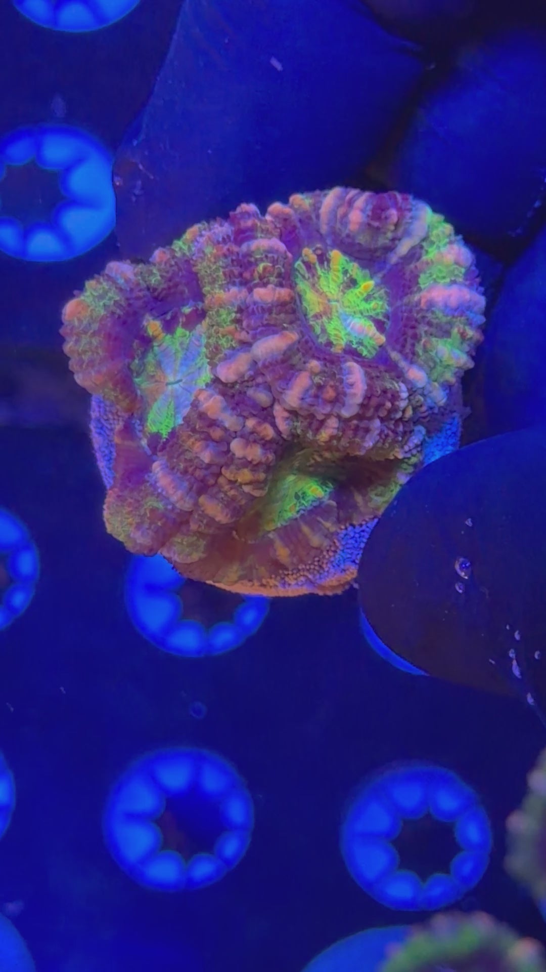 Ultra Acan