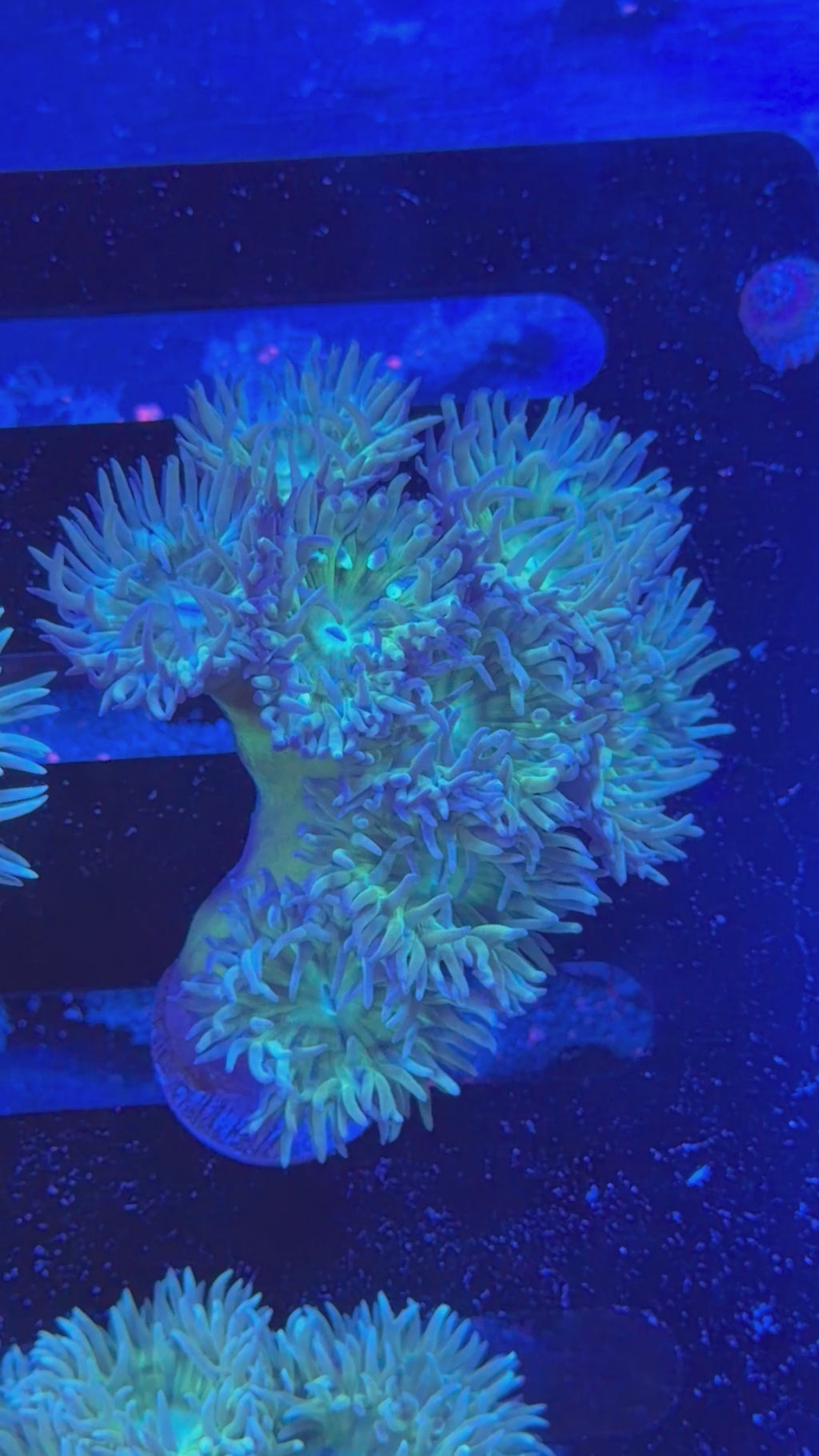 Duncan Colony