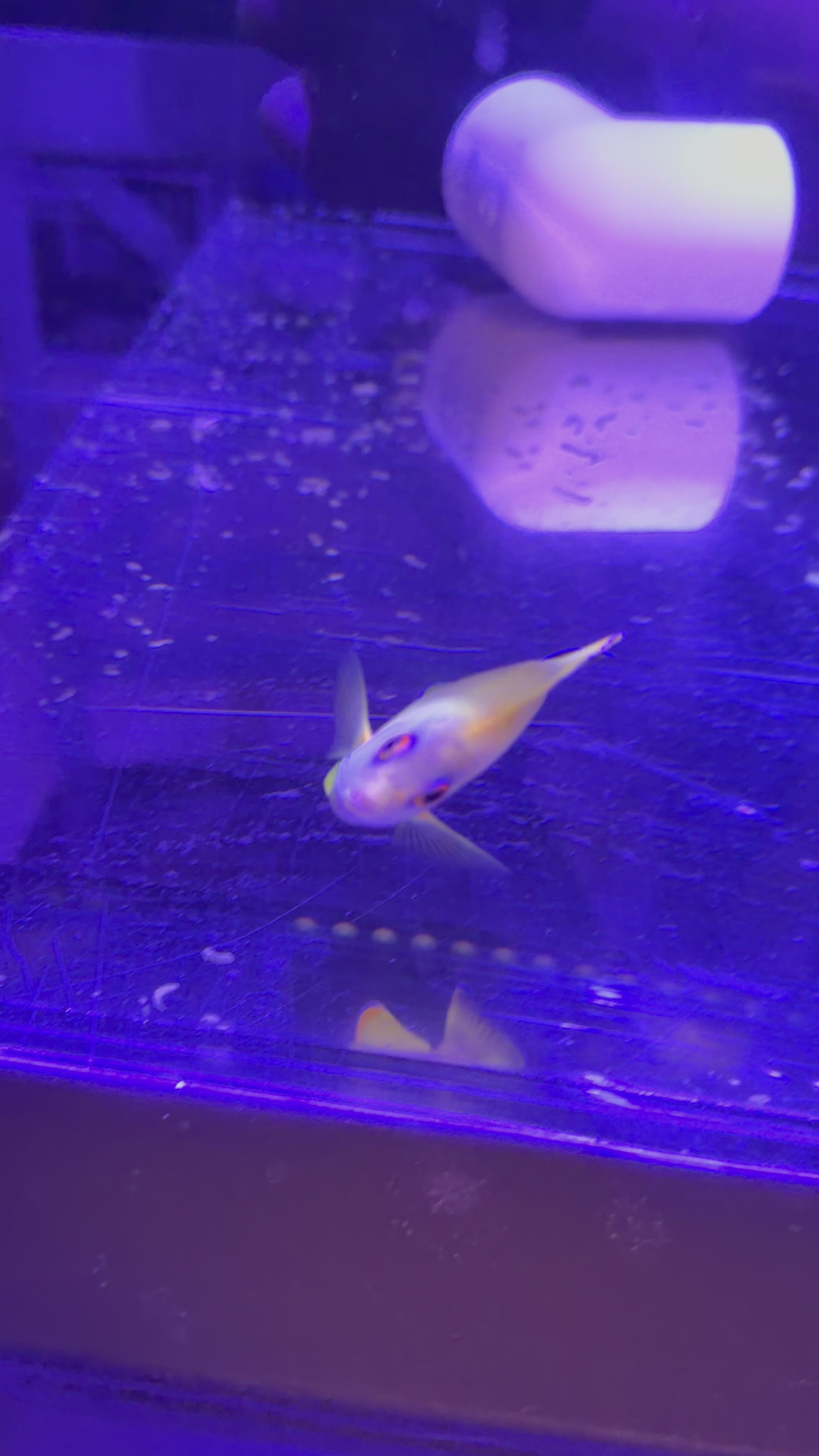 Hybrid Lemon Peel Anglefish