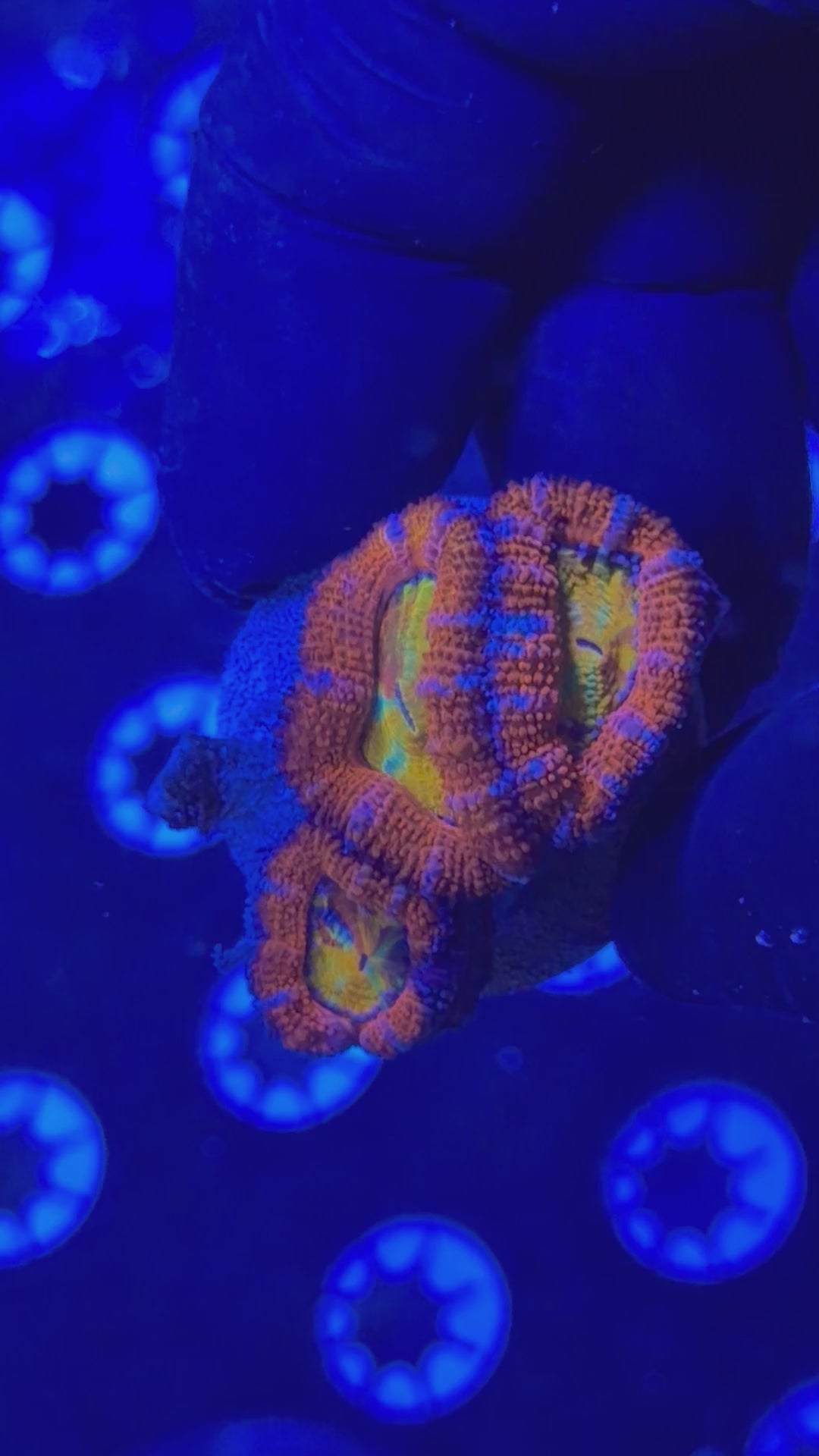 Rainbow Ultra Acan