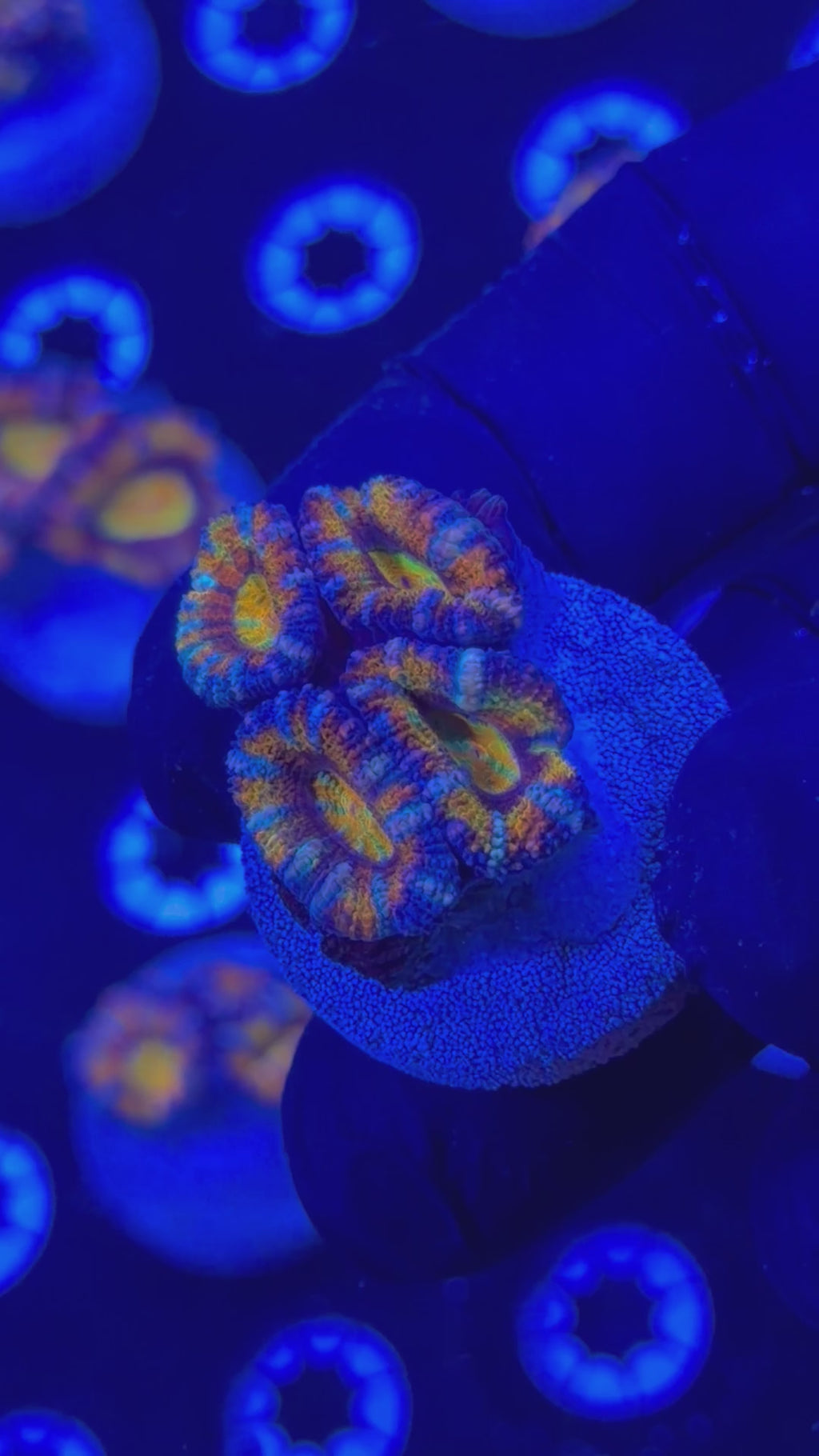 Rainbow Acan