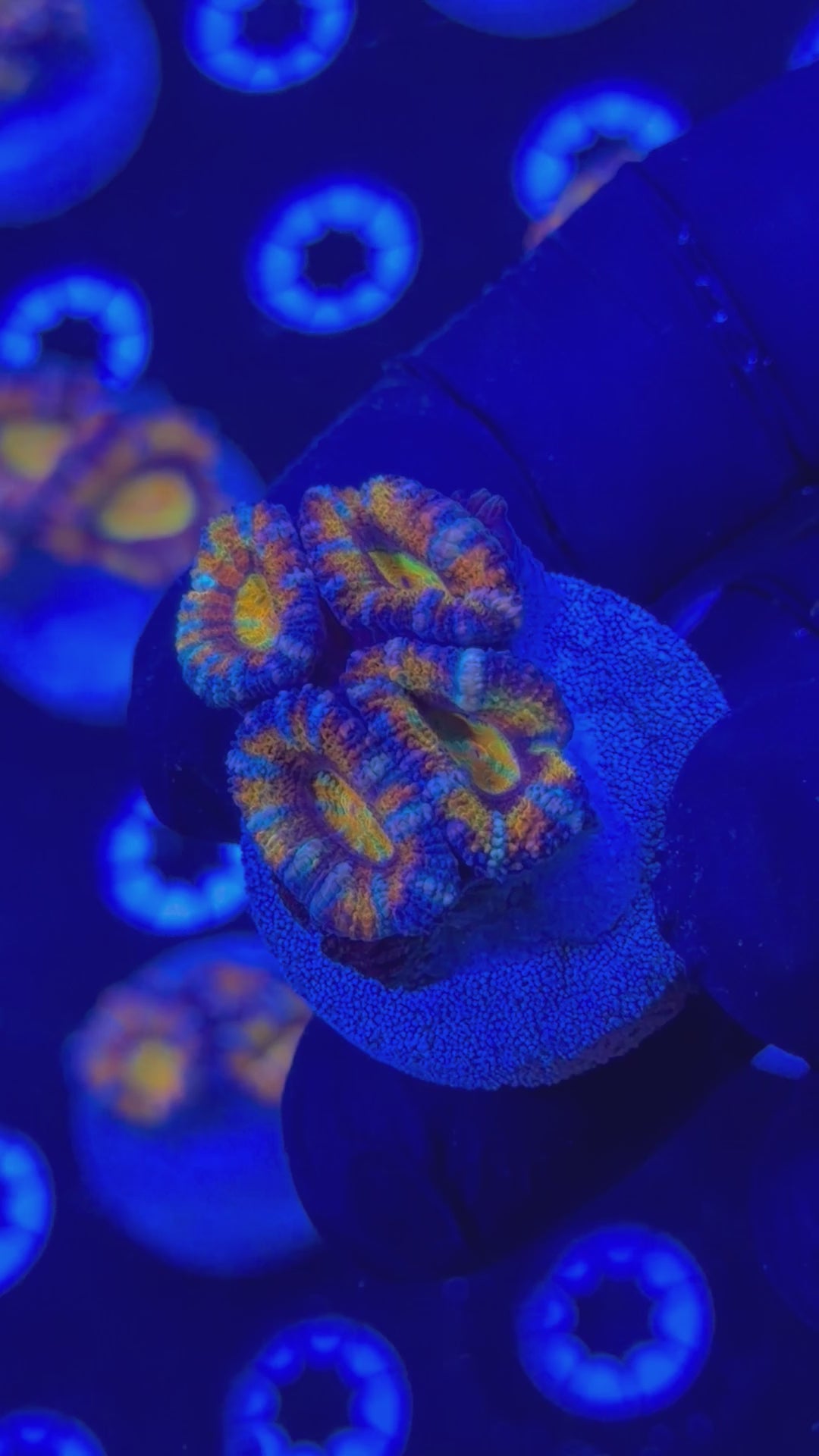 Rainbow Acan