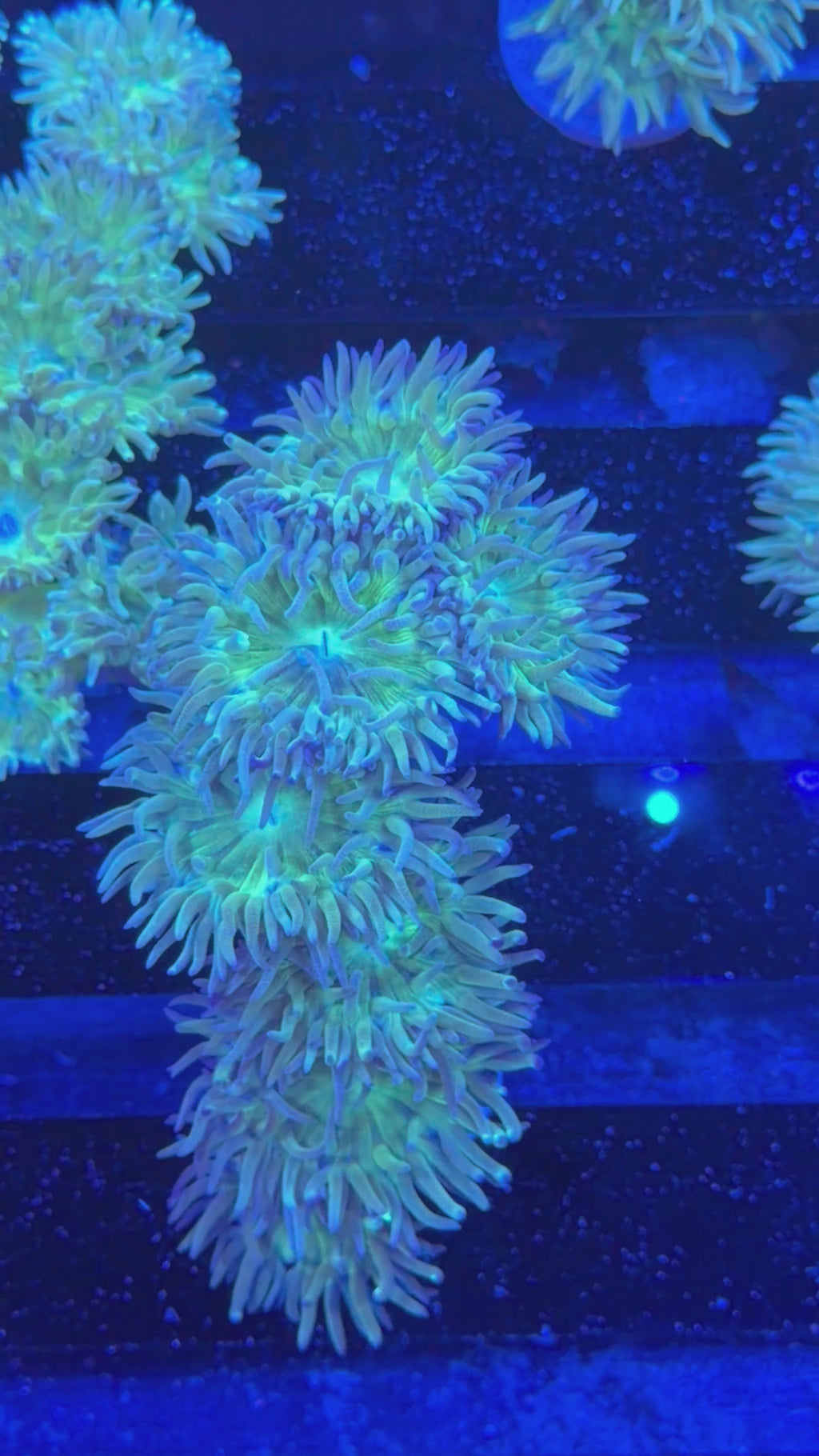 Duncan Colony