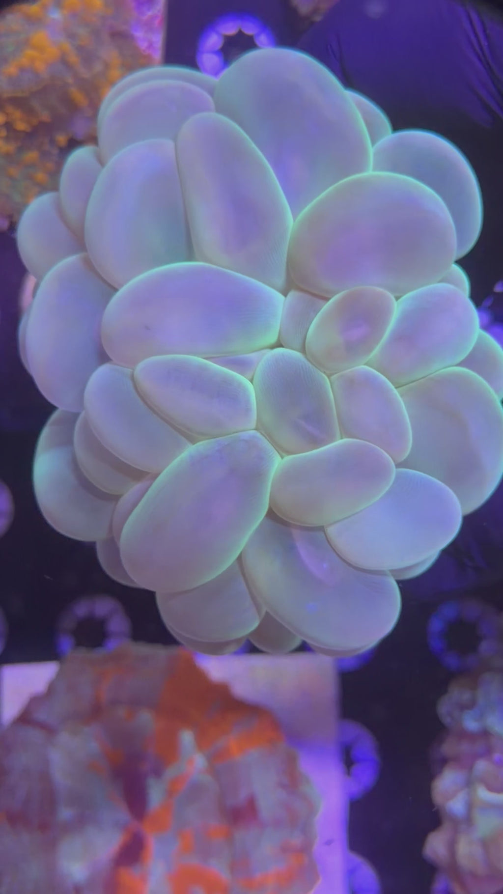 XL Bubble Coral