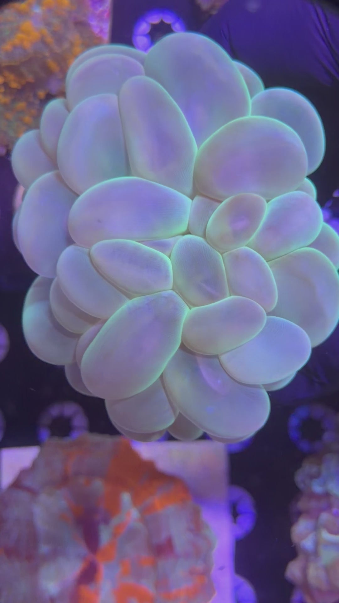 XL Bubble Coral