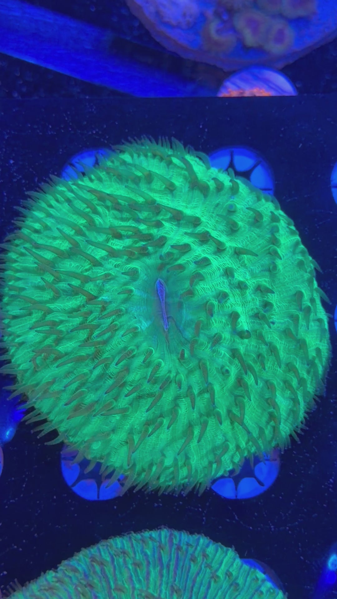 Green Plate Coral